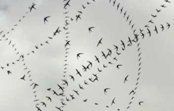 Drawing with Swallows